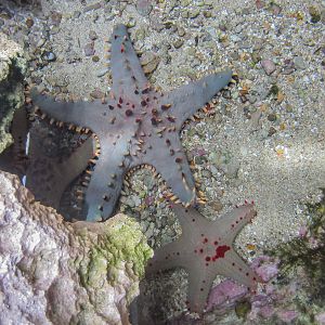 Starfishes