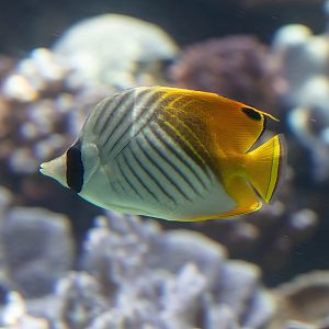 Threadfin Butterflyfish
