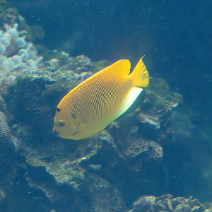 Threespot Angelfish