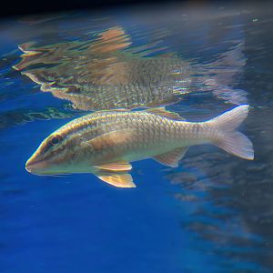 Whitelined Goatfish