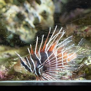 White-lined Lionfish