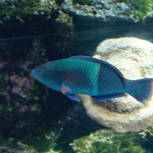 Yellowbar Parrotfish