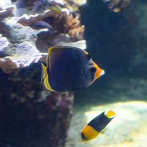 Yellowsnout Butterflyfish