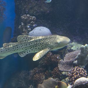 Zebra Shark