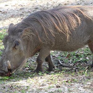 Common Warthog (Phacochoerus africanus)