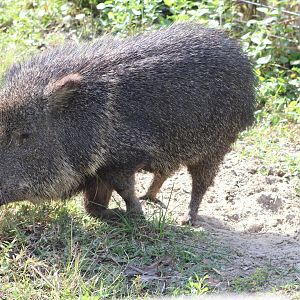 Chacoan Peccary (Catagonus wagneri)