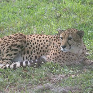 Cheetah (Acinonyx jubatus)