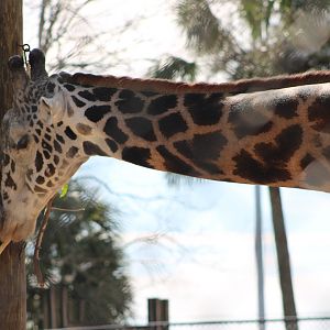 Masai Giraffe (Giraffa tippelskirchi)