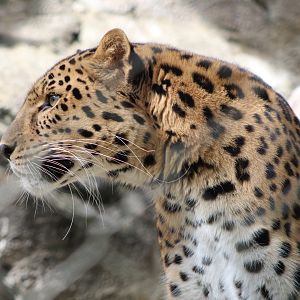 Amur Leopard (P. pardus orientalis)