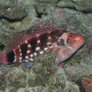 Hubbard's hawkfish (Cirrhitops hubbardi)