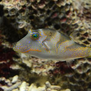 Pacific crown toby (Canthigaster axiologus)