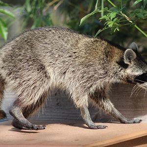 (Wild) Raccoon (Procyon lotor)