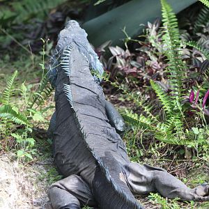 Grand Cayman Rock Iguana (Cyclura lewisi)