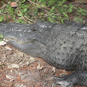 American Alligator (Alligator mississippiensis)