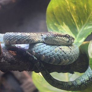 Sri Lankan Pit Viper (Craspedocephalus trigonocephalus)