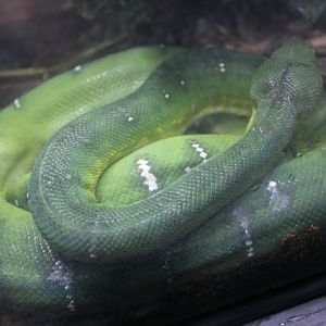 Emerald Tree Boa (Corallus caninus)