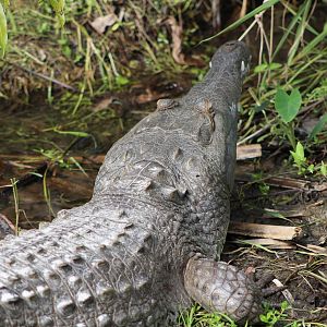 Orinoco Crocodile (Crocodylus intermedius)