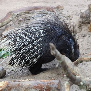 Cape Porcupine (Hystrix africaeaustralis)