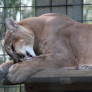 Cougar (Puma concolor)