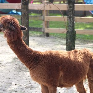 Alpaca (Lama pacos)