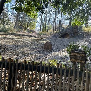 Zoo Atlanta- Gorilla Exhibit