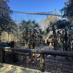 Zoo Atlanta- Drill & Wolf’s Guenon Exhibit