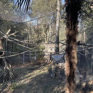 Zoo Atlanta- Angolan Colobus & Red-tailed Guenon Exhibit