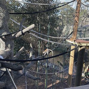 Zoo Atlanta- Ring-tailed, Red-ruffed, & Crowned Lemur Exhibit