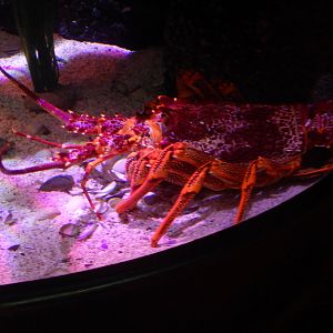 Southern Rock Lobster