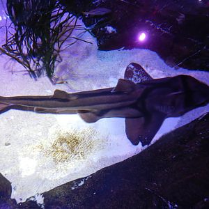 Port Jackson Shark