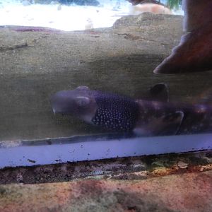 Necklace Carpetshark