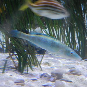 Blue Weed Whiting