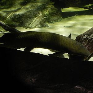 Queensland Lungfish