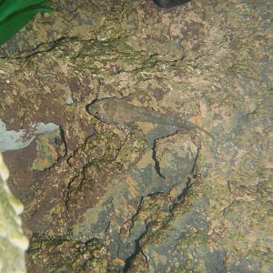 Bovichtus angustifrons