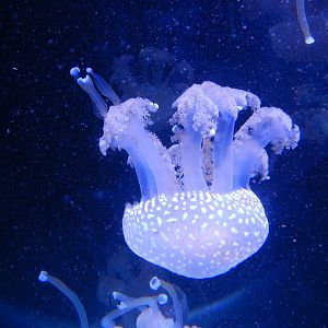 Phyllorhiza punctata