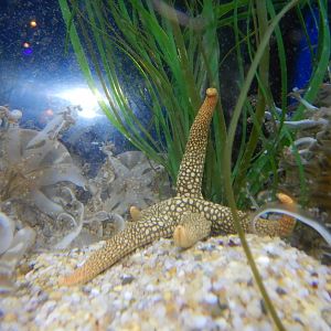 Nardoa novaecaledoniae