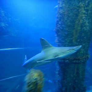 Sandbar Shark