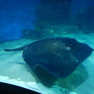 Short-tailed Stingray