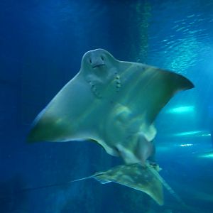Southern Eagle Ray