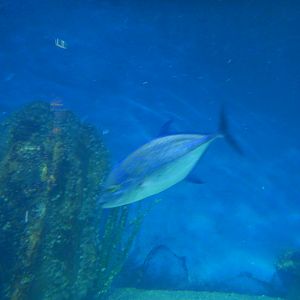 Bluefin Trevally