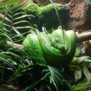 Green Tree Python