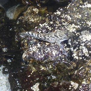 Silverlined Mudskipper