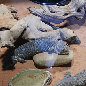 Shingleback Skinks