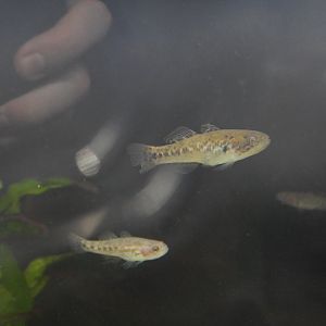 Southern Purplespotted Gudgeon