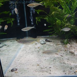 Murray Darling Rainbowfish