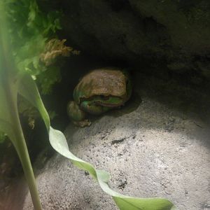 Blue Mountains Tree Frog