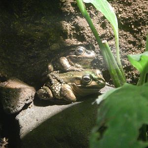 Green and Golden Bell Frog