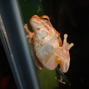 Southern Brown Tree Frog