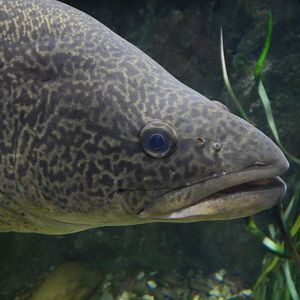 Murray Cod