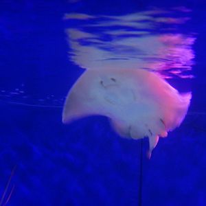 Sparsely-spotted Stingaree